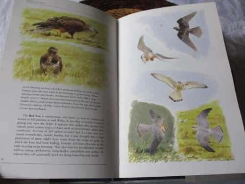 BIRDS OF PREY - NICHOLAS HAMMOND & BRUCE PEARSON - HAMLYN BIRD BEHAVIOUR GUIDES