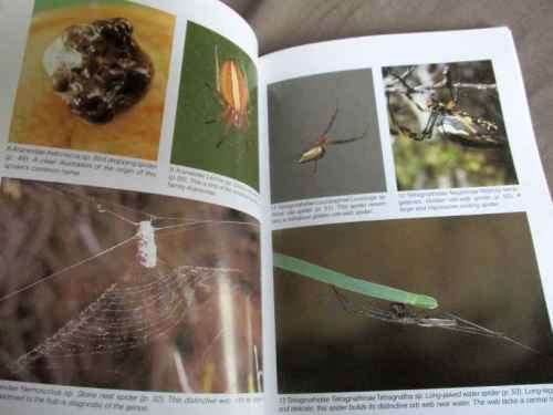 SOUTHERN AFRICAN SPIDERS - AN IDENTIFICATION GUIDE - MARTIN R FILMER