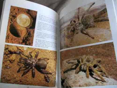 SOUTHERN AFRICAN SPIDERS - AN IDENTIFICATION GUIDE - MARTIN R FILMER