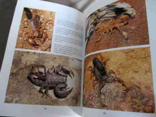 SOUTHERN AFRICAN SPIDERS - AN IDENTIFICATION GUIDE - MARTIN R FILMER