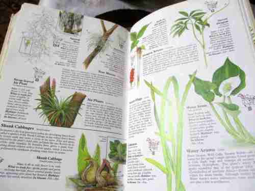 NORTH AMERICAN WILDLIFE - READER`S DIGEST