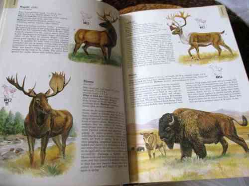 NORTH AMERICAN WILDLIFE - READER`S DIGEST
