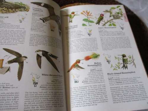 NORTH AMERICAN WILDLIFE - READER`S DIGEST