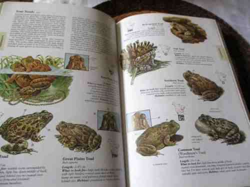 NORTH AMERICAN WILDLIFE - READER`S DIGEST