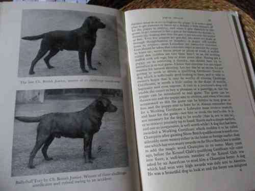 THE POPULA LABRADOR RETRIEVER - LORNA COUNTESS HOWE