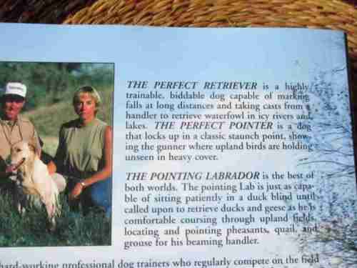 THE POINTING LABRADOR - GETTING THE MOST FROM YOU & YOUR DOG - PAUL & JULIE KNUTSON