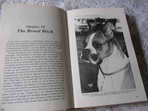 THIS IS THE BOXER - STANLEY U VOLPE