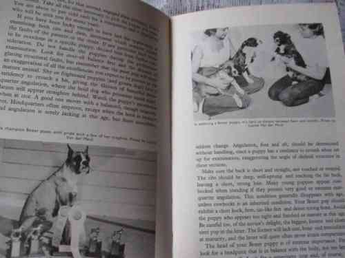 THIS IS THE BOXER - STANLEY U VOLPE