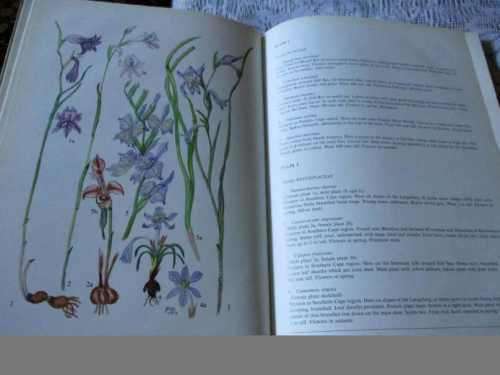 MORE FLOWERING PLANTS OF THE SOUTHERN CAPE - PAULINE BOHNEN