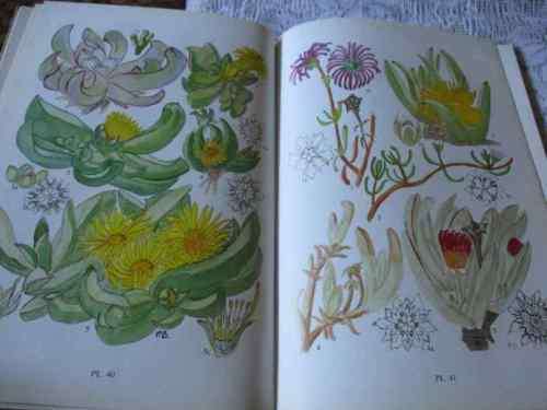 MORE FLOWERING PLANTS OF THE SOUTHERN CAPE - PAULINE BOHNEN