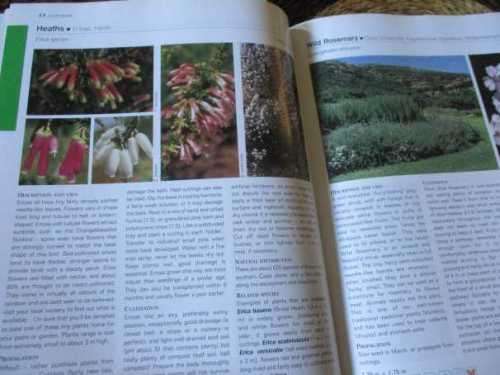 EASY GUIDE TO INDIGENOUS SHRUBS - PITTA JOFFIE