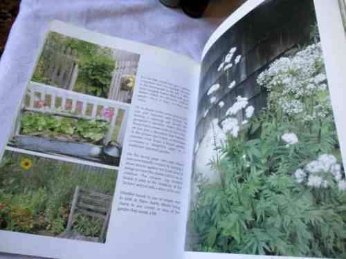 GARDEN DELIGHTS - EASY WAYS TO DECORATE YOUR OUTDOOR SPACE - RUBY BEGONIA