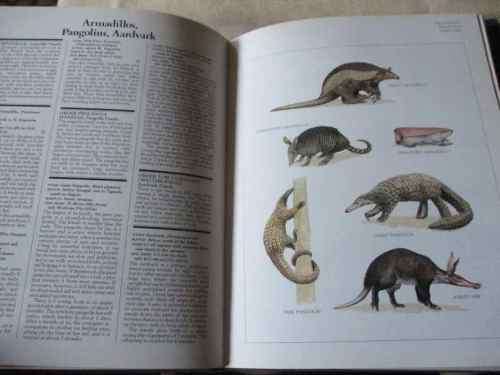 LONGMAN WORLD GUIDE TO MAMMAL - A VISUAL WHO`S WHO OF THE MAMMAL KINGDOM - Dr PHILIP WHITFIELD