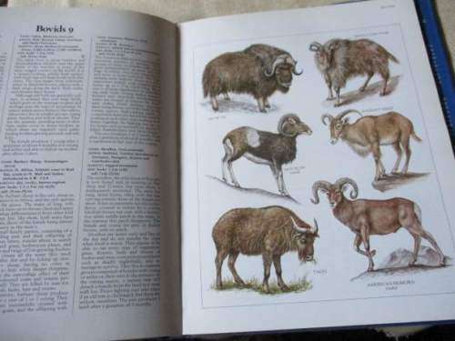 LONGMAN WORLD GUIDE TO MAMMAL - A VISUAL WHO`S WHO OF THE MAMMAL KINGDOM - Dr PHILIP WHITFIELD