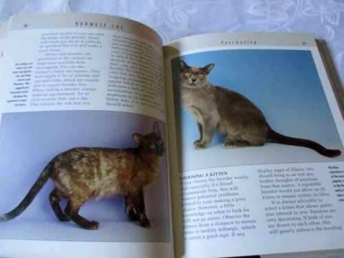 BURMESE CAT - DENNIS KELSEY-WOOD
