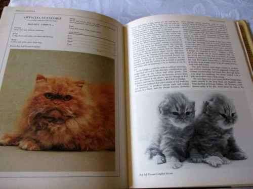 A STANDARD GUIDE TO CAT BREEDS - RICHARD H GEBHARDT