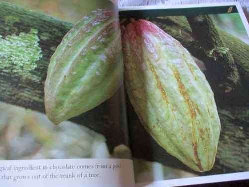 GREEN & BLACK`S CHOCOLATE RECIPES