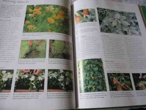PRUNING, TRAINING & TOPIARY - THE PRACTICAL ILLUSTRATED ENCYCLOPEDIA OF - by RICHARD BIRD