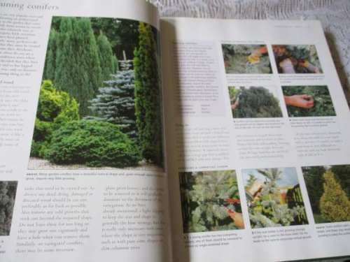 PRUNING, TRAINING & TOPIARY - THE PRACTICAL ILLUSTRATED ENCYCLOPEDIA OF - by RICHARD BIRD