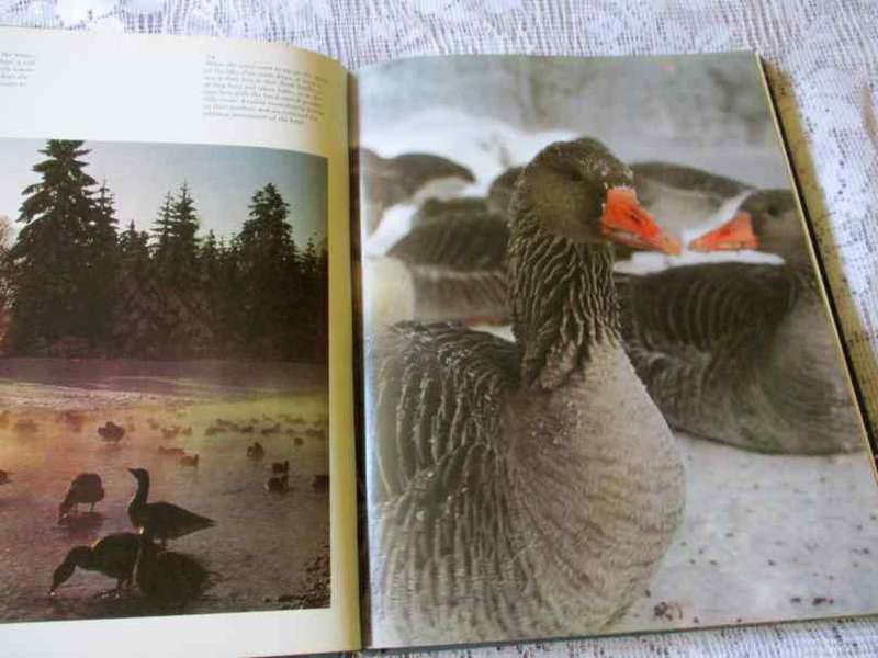 THE YEAR OF THE GREYLAG GOOSE - KONRAD LORENZ