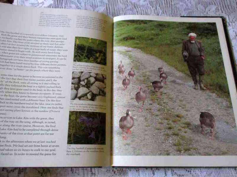 THE YEAR OF THE GREYLAG GOOSE - KONRAD LORENZ