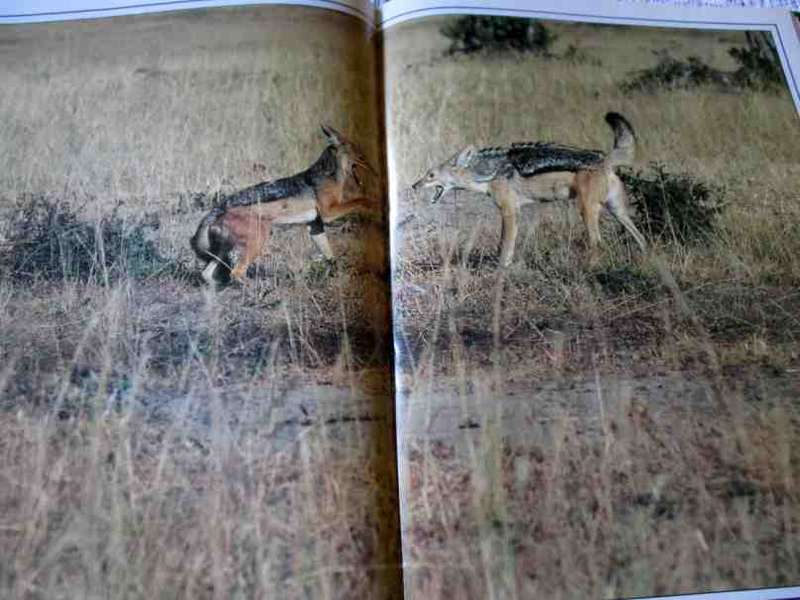 THE HUNTERS AND THE HUNTED - KARL AND KATHRINE AMMANN