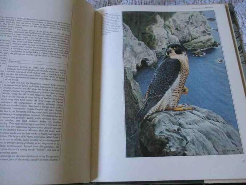 BIRDS OF PREY OF THE WORLD - PHILIP BURTON, ILLUSTRATED BY TREVOR BOYER