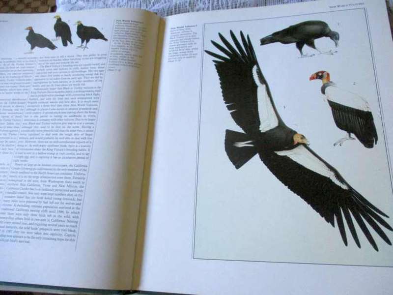 BIRDS OF PREY OF THE WORLD - PHILIP BURTON, ILLUSTRATED BY TREVOR BOYER