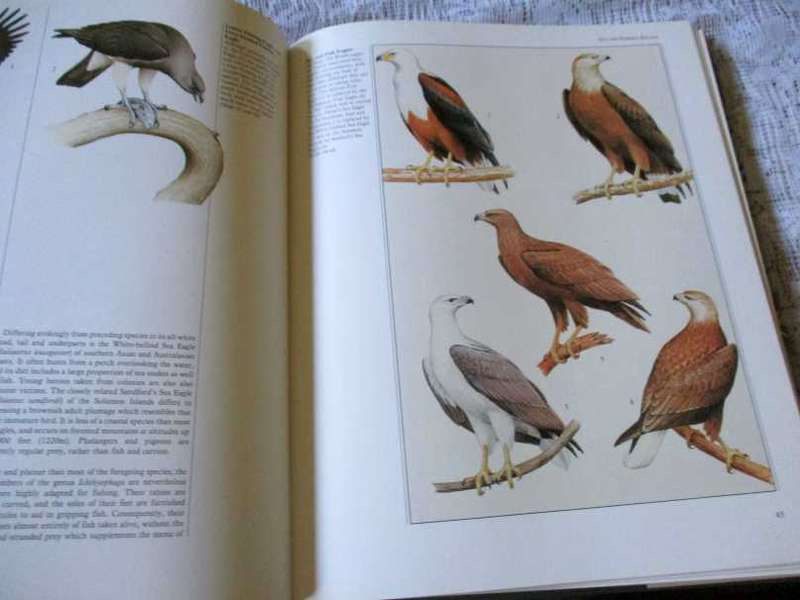 BIRDS OF PREY OF THE WORLD - PHILIP BURTON, ILLUSTRATED BY TREVOR BOYER