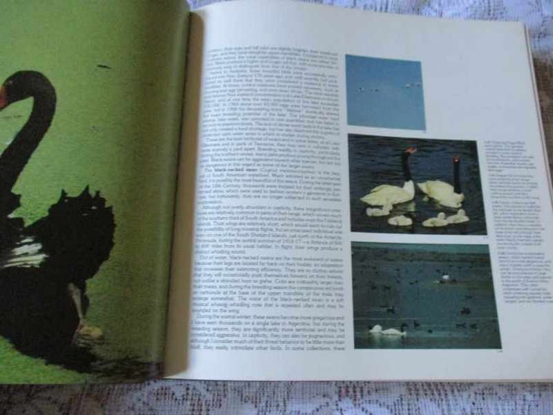 WATERFOWL, DUCKS, GEESE & SWANS OF THE WORLD - FRANK S TODD