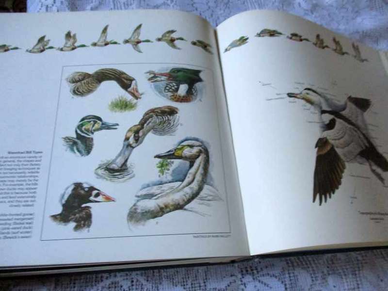 WATERFOWL, DUCKS, GEESE & SWANS OF THE WORLD - FRANK S TODD