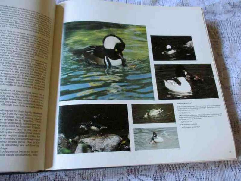 WATERFOWL, DUCKS, GEESE & SWANS OF THE WORLD - FRANK S TODD