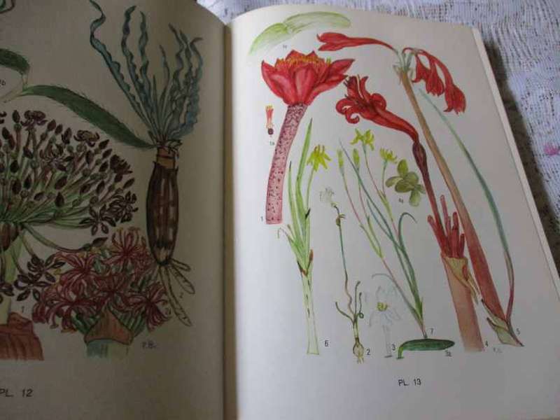 FLOWERING PLANTS OF THE SOUTHERN CAPE - PAULINE BOHNEN