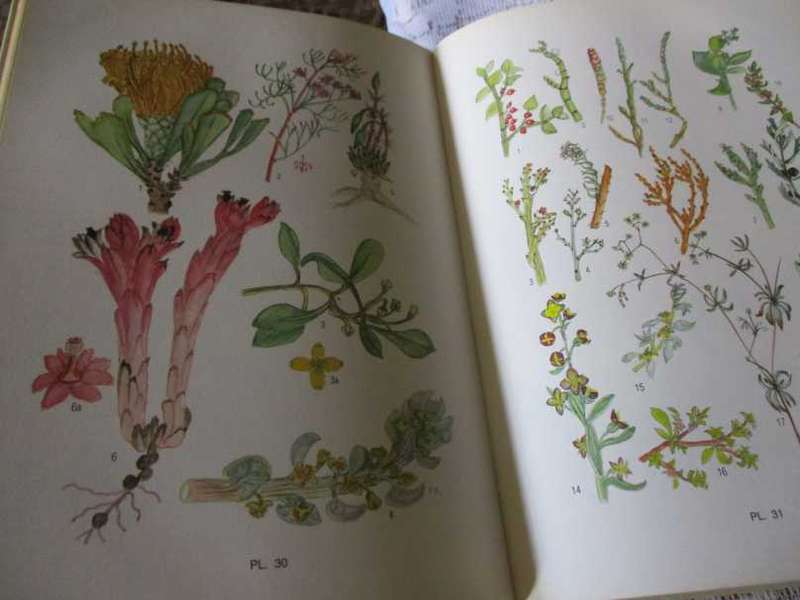 FLOWERING PLANTS OF THE SOUTHERN CAPE - PAULINE BOHNEN