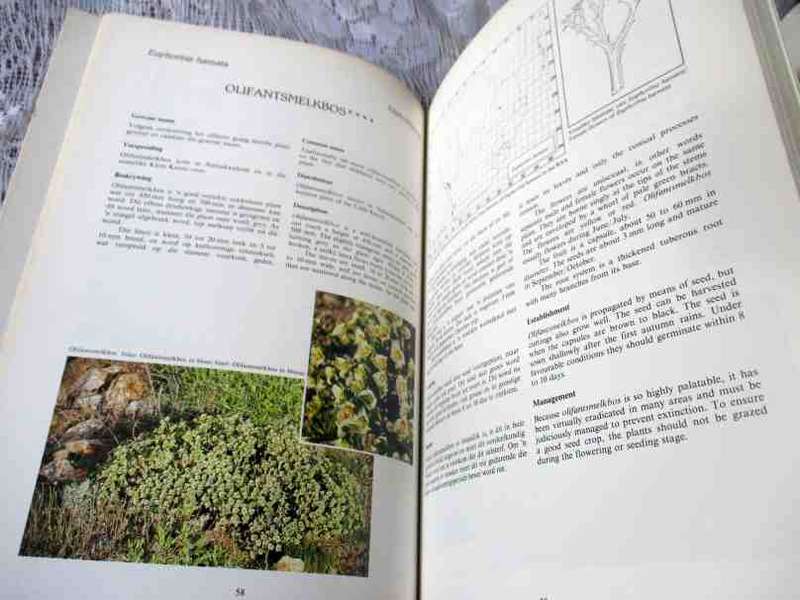 100 VELDPLANTE VAN DIE WINTERREENSTREEK / 100  VELD PLANTS OF THE WINTER RAINFALL REGION - LANDBOU