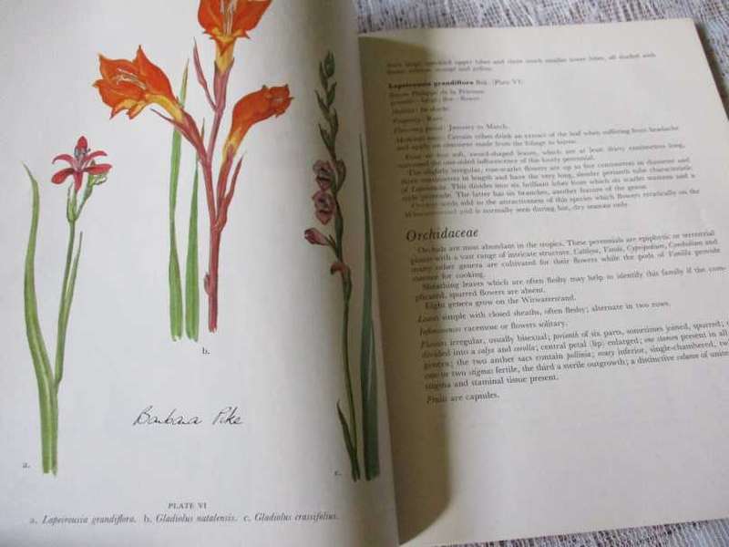 WILD FLOWERS OF THE WITWATERSRAND - ANNABELLE LUCAS / ILLUST. BARBARA PIKE