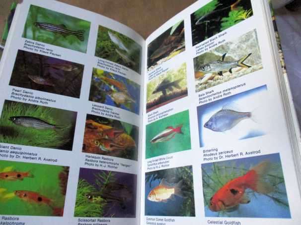 STARTING YOUR OWN AQUARIUM - Dr HERBERT R AXELROD