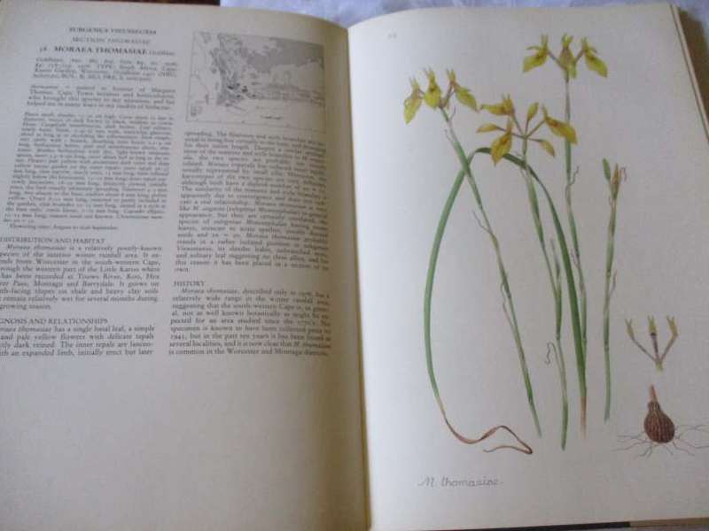 THE MORAEAS OF SOUTHERN AFRICA - PETER GOLDBLATT WITH WATERCOLOUR BY FAY ANDERSON - SIGNED