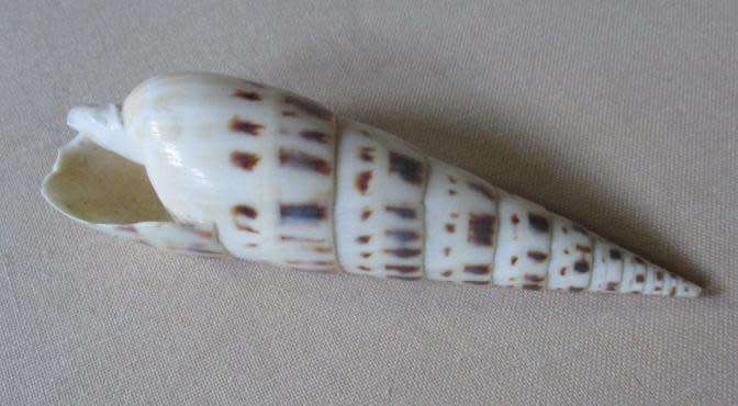 TEREBRA MACULATA / MARLIN SPIKE - SEA SHELL