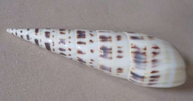 TEREBRA MACULATA / MARLIN SPIKE - SEA SHELL