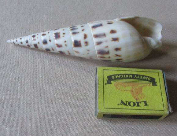 TEREBRA MACULATA / MARLIN SPIKE - SEA SHELL