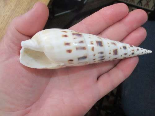 TEREBRA MACULATA / MARLIN SPIKE - SEA SHELL