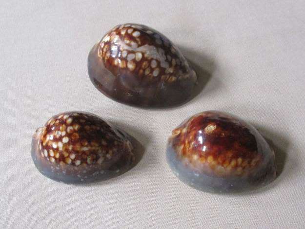 ATTRACTIVE COWRIE SEA SHELLS X 3