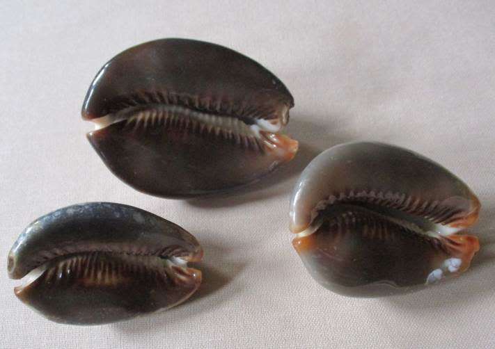 ATTRACTIVE COWRIE SEA SHELLS X 3