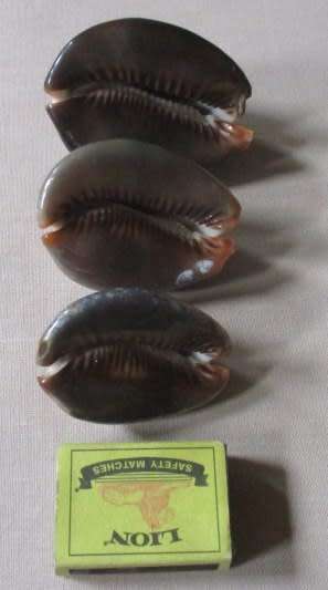 ATTRACTIVE COWRIE SEA SHELLS X 3