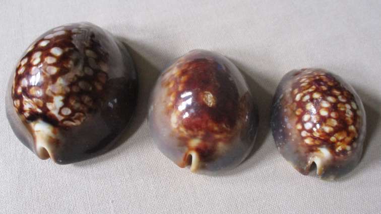 ATTRACTIVE COWRIE SEA SHELLS X 3
