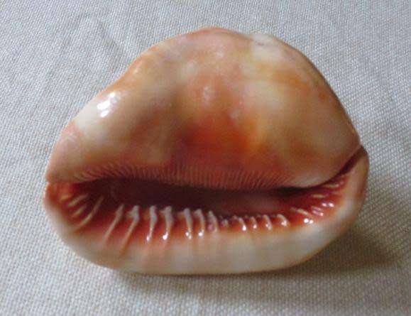 LARGE SEA SHELL