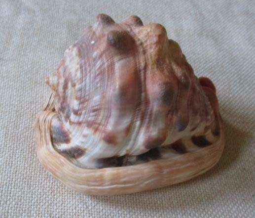 LARGE SEA SHELL
