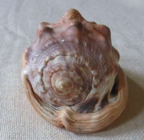 LARGE SEA SHELL