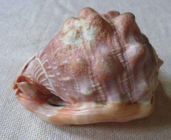 LARGE SEA SHELL